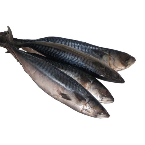 Mackerel (Titus) 1Pack (4pcs)