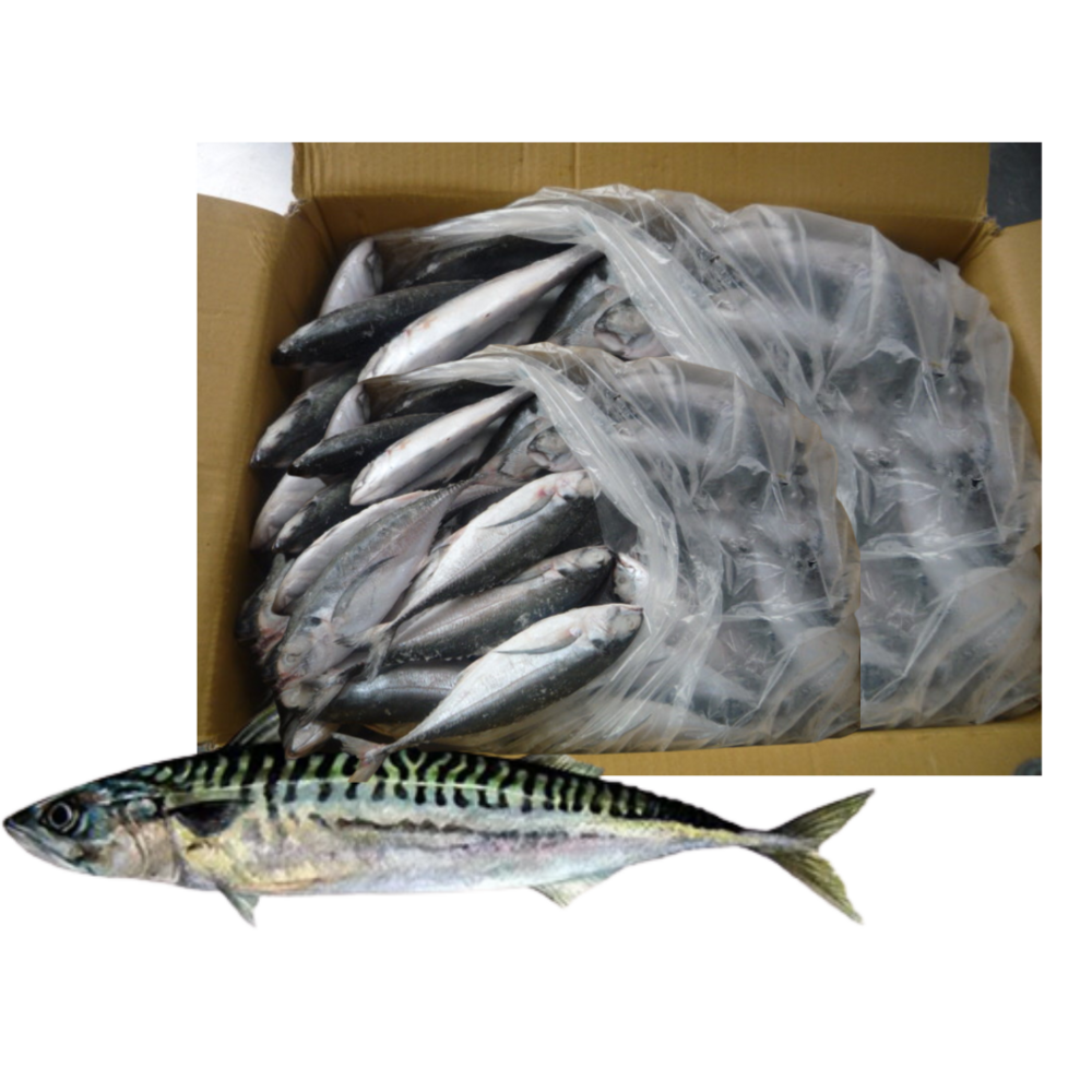 Mackerel (Titus) 1 Pack